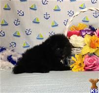 pomeranian puppy posted by Rhonda Wallace